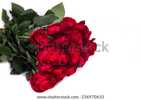 Red rose in white background