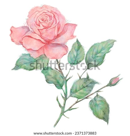 Pink Rose Flowers ,Watercolor Digital Painting isolated on white background.