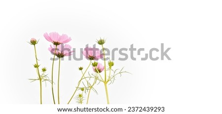 Pink cosmos flowers, plants and buds isolated on white background with clipping paths.