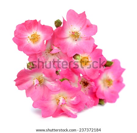 tiny pinks rose isolated on white background 