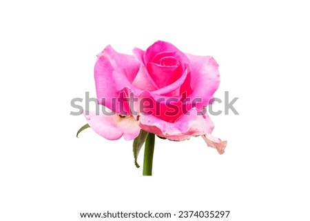 Pink rose flower isolated on white background close up