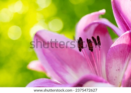 Pink Asiatic lilies with bubble bokeh background