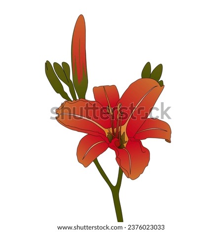 vector illustration of red lilies on a white background