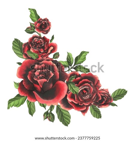 Red-black rose flowers with green leaves and buds, chic, bright, beautiful. Hand drawn watercolor illustration. Isolated composition on a white background, for decoration and design.