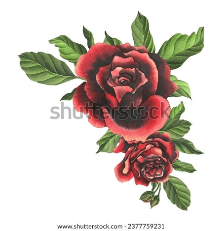 Red-black rose flowers with green leaves and buds, chic, bright, beautiful. Hand drawn watercolor illustration. Isolated composition on a white background, for decoration and design.