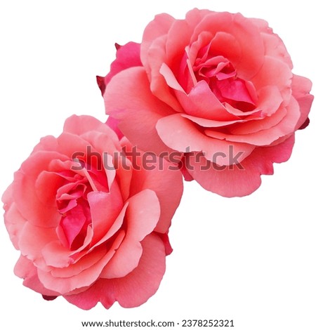 It's an image of a pink rose.