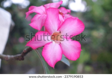 adenium, pink flower, sun-loving flower