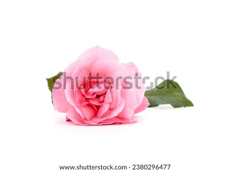 Beautiful pink roses isolated on a white background.