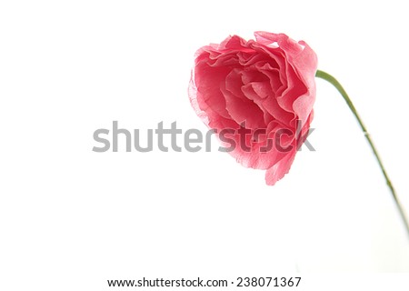 A Pink Flower isolated on white background.