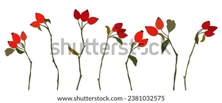 Set of botanical abstract branches, wild rose drawings. Branch, leaves, berries on a white isolated background in a simple style. Vector bright illustration for decor.	