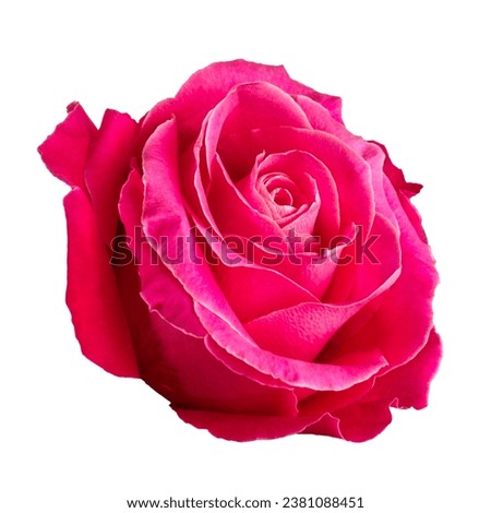 Beautiful rose flower bud in delicate pink color, isolated on white background, close up
