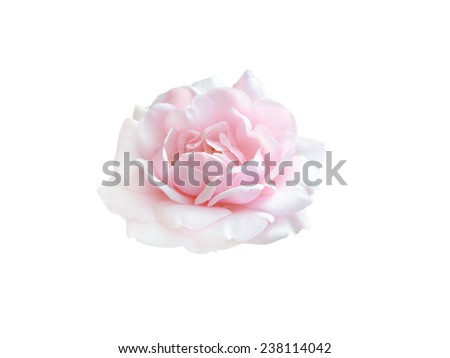 beautiful pink rose isolated on  white background