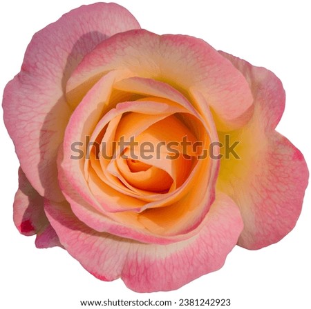 pink rose flower isolated on white background. Clipping path Include.