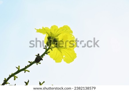 Yellow pumpkin flowers with areen leaf under blue sky
