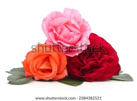Bouquet of roses isolated on a white background.
