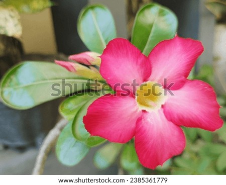 Blooming frangipani flowers in summer