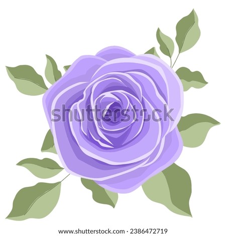purple rose isolated on white background