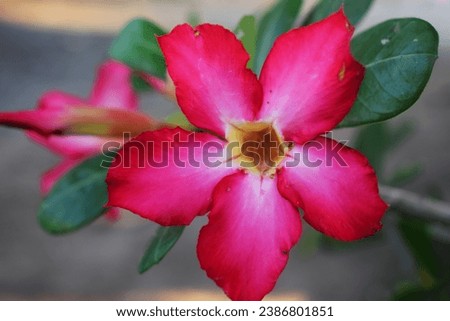 Red adenium flowers or in Indonesia are called 