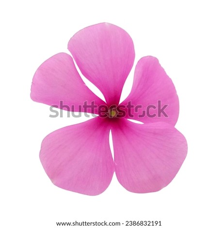 Catharanthus flower isolated on a white background. Its scientific name is Catharanthus roseus Don.