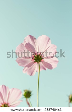cosmos flowers against the sky with color filter
