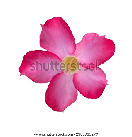 Pink desert rose, a desert rose