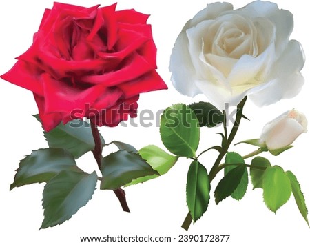 illustration with two roses isolated on white background