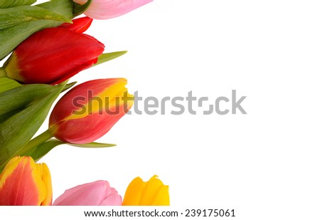 Colorful bouquet of fresh spring tulip flowers isolated on white background.