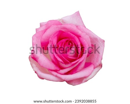 Fresh beautiful pink rose isolated on white background. Detail for creating a collage