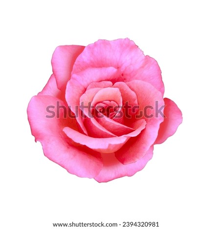 Beautiful pink rose flower isolated on white background. Clipping path included. Macro shoot