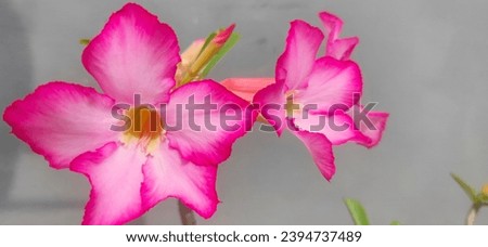 three pink flowers that bloom in the morning