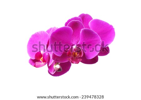 Flower orchid. Purple. On white background.                               