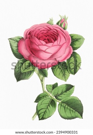 Rose Flower. Digital vintage-style flower illustration on a paper textured white background.