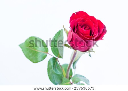 red rose flower on white background