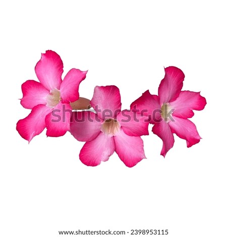 Pink desert rose flowers isolated