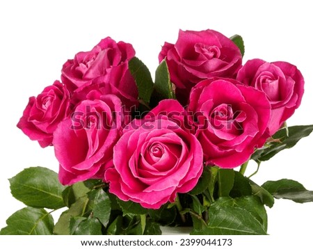 Beautiful rose flower bud in delicate pink color, isolated on white background, close up