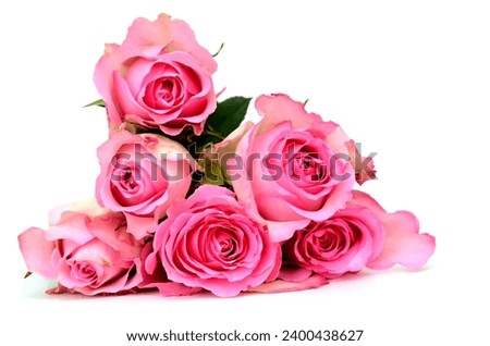 half dozen of pink rose gift on white