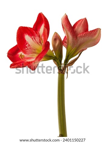 Blooming white and red hippeastrum (amaryllis)   