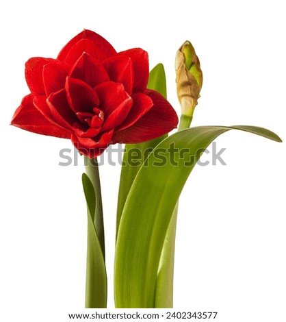 Blooming red Hippeastrum (amaryllis) 
