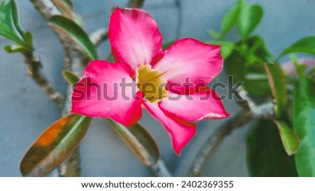 Delicate pink flower blossom in nature with fresh petals.