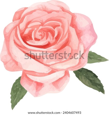 red rose, beautiful flower on white background, watercolor vector illustration, botanical painting