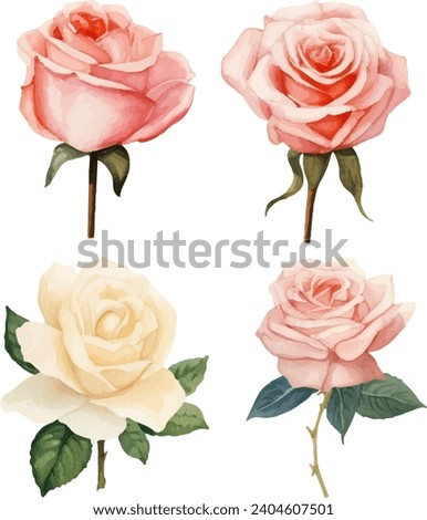red rose, beautiful flower on white background, watercolor vector illustration, botanical painting