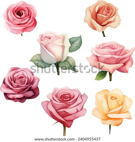 Vector watercolor roses and leaves floral illustration on white background