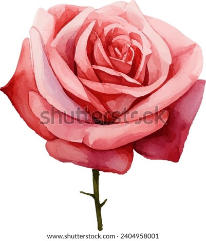 Watercolor drawing, flower, rose and leaf. pink flower on white background