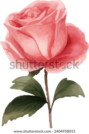Watercolor drawing, flower, rose and leaf. pink flower on white background