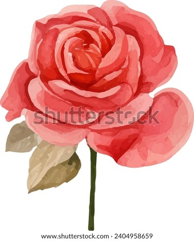 Beautiful bouquet rose flower illustration