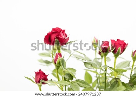 The beautiful young red roses with green leaves on the white background. 