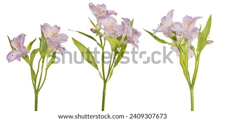 branches of lilac freesia flowers isolated on white background
