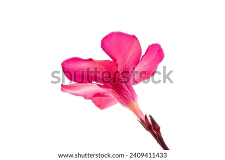 pink oleander isolated on white background