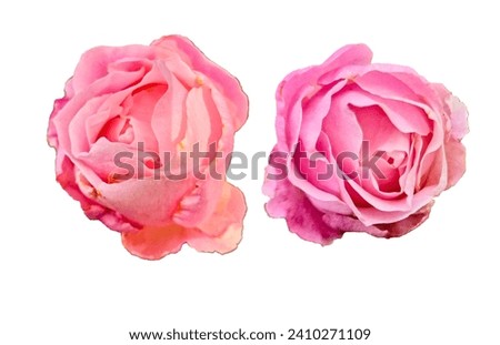 rose, flower, background, nature, beautiful, blossom, floral, vector, decoration, isolated, design, plant, illustration, pattern, card, spring, petal, white, beauty, world earth