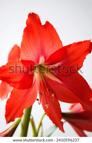 large red hippeastrum flower growing on the window